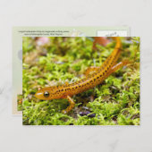 Longstaartsalamander Briefkaart (Voorkant / Achterkant)