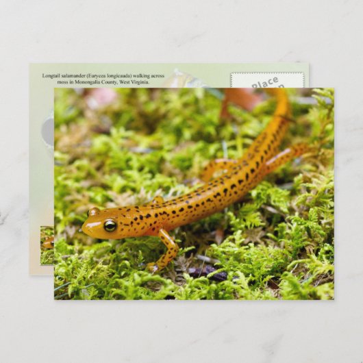 Longstaartsalamander Briefkaart (Voorkant / Achterkant)