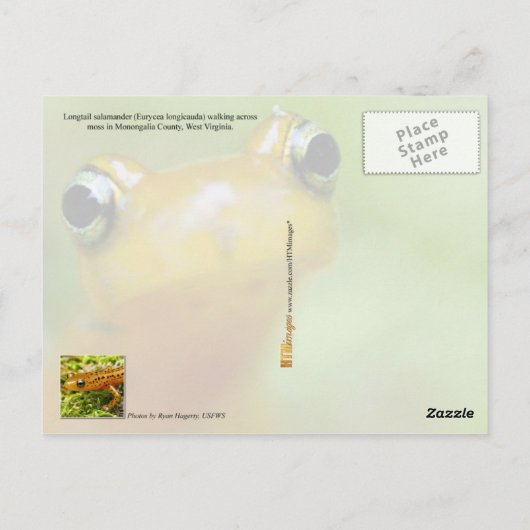 Longstaartsalamander Briefkaart (Achterkant)