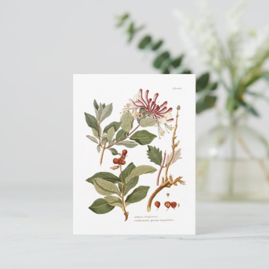 Lonicera periclymenum (Honeysuckle) Briefkaart (Staand voorkant)