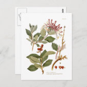 Lonicera periclymenum (Honeysuckle) Briefkaart (Voorkant / Achterkant)