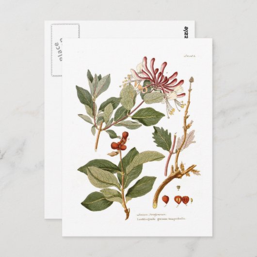 Lonicera periclymenum (Honeysuckle) Briefkaart (Voorkant / Achterkant)