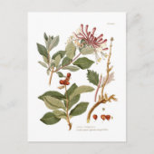 Lonicera periclymenum (Honeysuckle) Briefkaart (Voorkant)