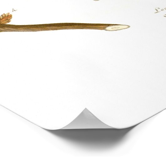 Lonicera periclymenum (Honeysuckle) Poster (Hoek)