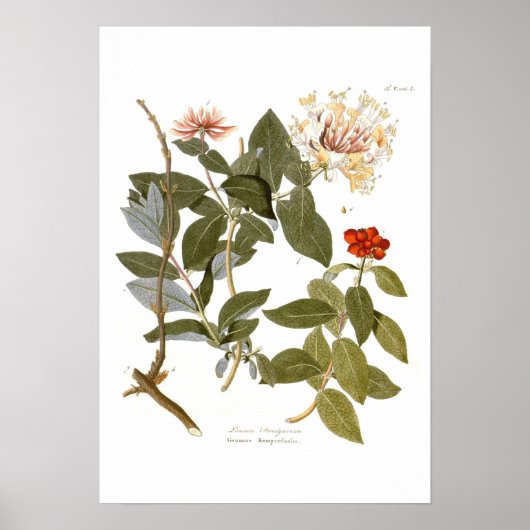 Lonicera periclymenum (Honeysuckle) Poster (Voorkant)