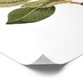 Lonicera periclymenum (Honeysuckle) Poster (Hoek)