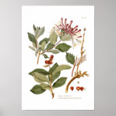 Lonicera periclymenum (Honeysuckle) Poster (Voorkant)