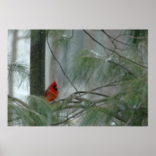 Lonley Cardinaal Poster