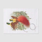 Looddigesia Mirabilis-ontkoppeling Tissuepapier (Voorkant)