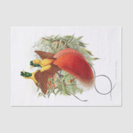 Looddigesia Mirabilis-ontkoppeling Tissuepapier