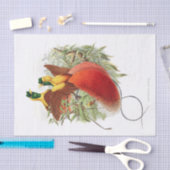 Looddigesia Mirabilis-ontkoppeling Tissuepapier (Craft)