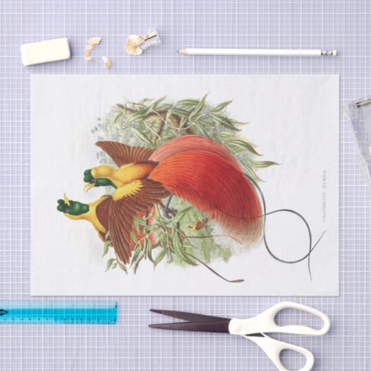 Looddigesia Mirabilis-ontkoppeling Tissuepapier (Craft)