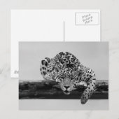 Loodluipaard in zwart-wit briefkaart (Voorkant / Achterkant)