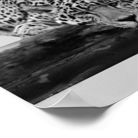 Loodluipaard in zwart-wit poster (Hoek)