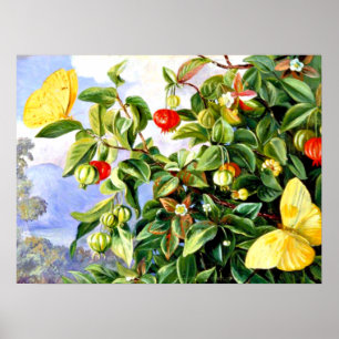 Loof, Bloemen en Fruit van de Pitanga - Jamaica Poster
