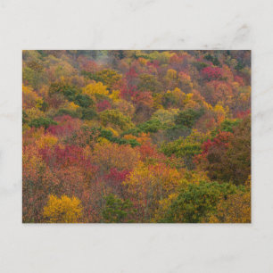 Loofbos in Randolph County, West Virginia Briefkaart