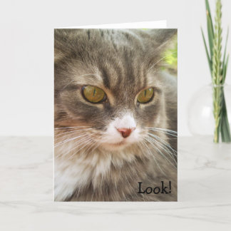 Look! Birthday Card with Cat Kaart