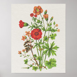  Look Botanische Cranesbill Floral Poster