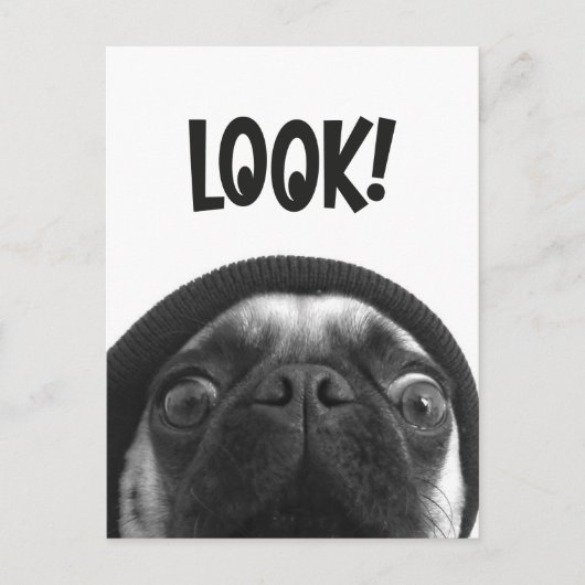 LOOK it's Lola the Pug Briefkaart (Voorkant)