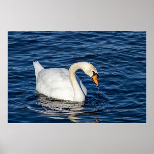 Looking About Poster (Voorkant)