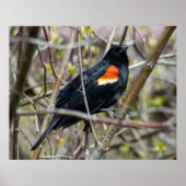 Looking Poster (Voorkant)