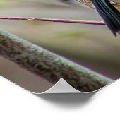 Looking Poster (Hoek)