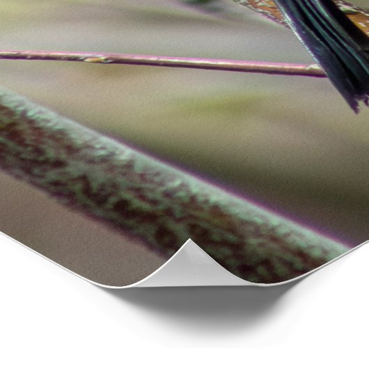 Looking Poster (Hoek)