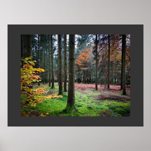 "Looking through trees in the Belgian Ardennes" Poster (Voorkant)
