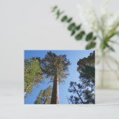 Looking Up at Mariposa Grove Briefkaart (Staand voorkant)