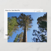 Looking Up at Mariposa Grove Briefkaart (Voorkant / Achterkant)