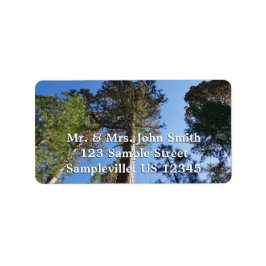 Looking Up at Mariposa Grove Etiket