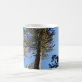 Looking Up at Mariposa Grove Koffiemok (Center)