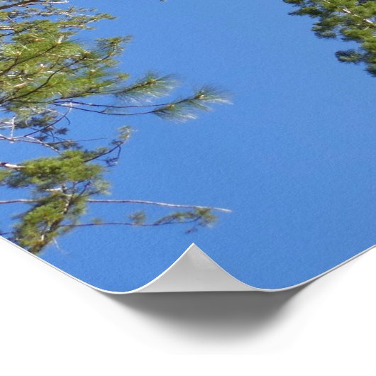 Looking Up at Mariposa Grove Poster (Hoek)