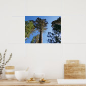 Looking Up at Mariposa Grove Poster (Keuken)