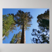 Looking Up at Mariposa Grove Poster (Voorkant)