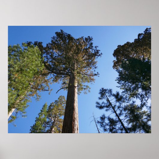 Looking Up at Mariposa Grove Poster (Voorkant)