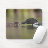 Loon Adult Feeds Chick Muismat (Met muis)