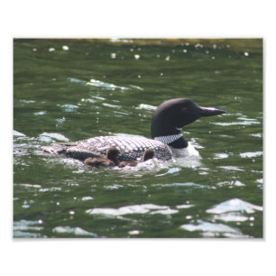Loon Babies 2 Foto Afdruk