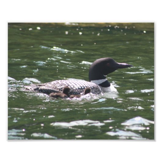 Loon Babies 2 Foto Afdruk (Voorkant)