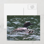 Loon en twee baby's briefkaart (Voorkant / Achterkant)