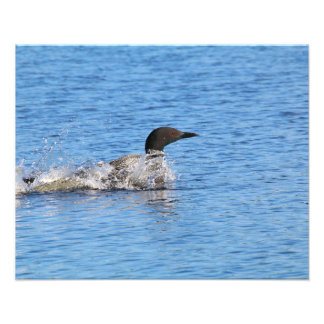 Loon fotoafdrukken foto afdruk