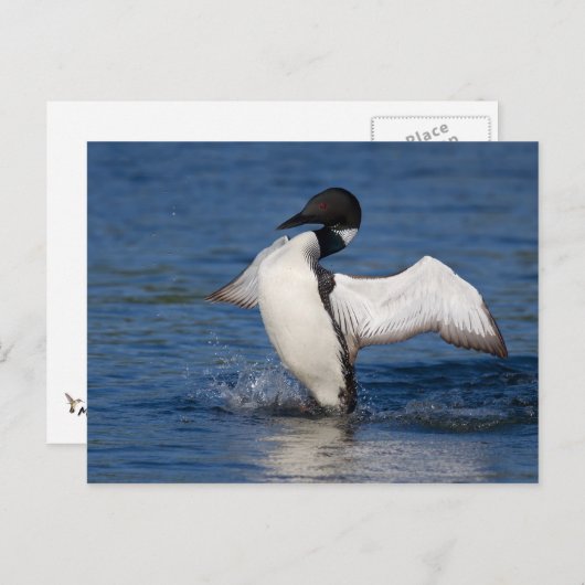 Loon IV Briefkaart (Voorkant / Achterkant)