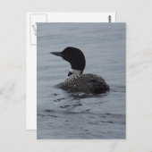 Loon op het meer van Pushaw Briefkaart (Voorkant / Achterkant)