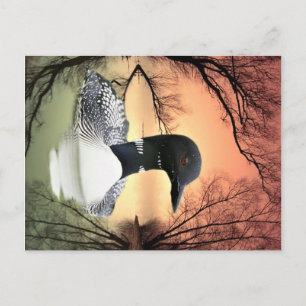 Loon Reflections Briefkaart