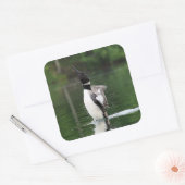 Loon Stickers (Envelop)