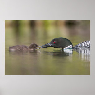 Loon voert volwassen kuiken poster