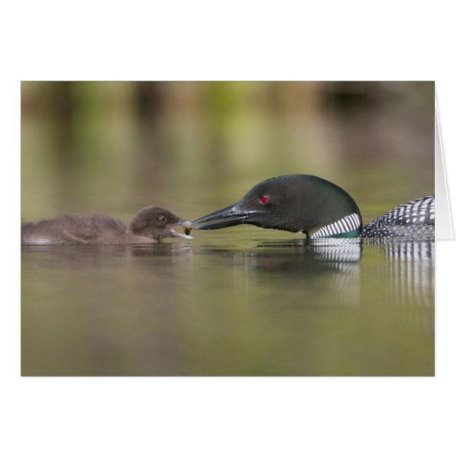 Loon volwassen voert kuiken (Voorkant Horizontaal)