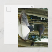 Loon Wilderness Briefkaart (Voorkant / Achterkant)