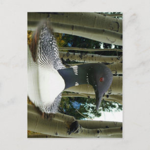 Loon Wilderness Briefkaart