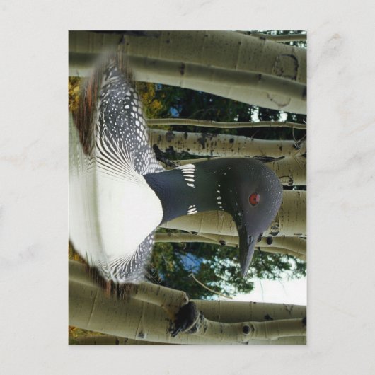 Loon Wilderness Briefkaart (Voorkant)